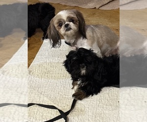 Mother of the Shih Tzu puppies born on 02/20/2026
