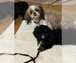 Small Photo #1 Shih Tzu Puppy For Sale in BUCKLEY, WA, USA