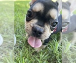 Small Photo #3 French Bulldog Puppy For Sale in SPRINGFIELD, MO, USA
