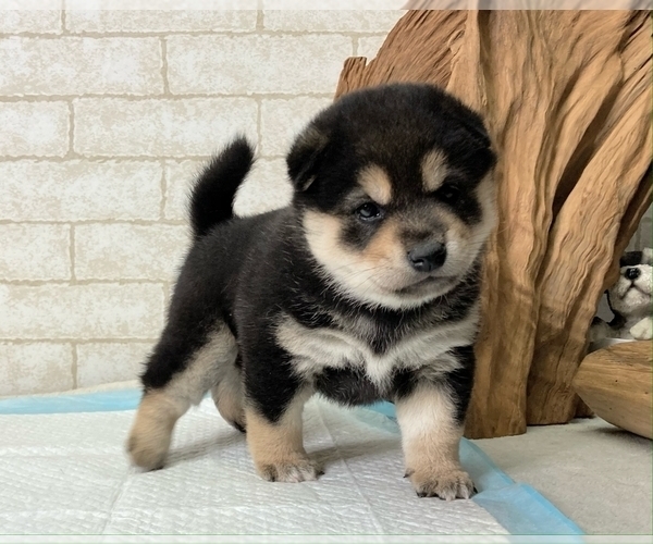 Medium Photo #8 Shiba Inu Puppy For Sale in SAN FRANCISCO, CA, USA