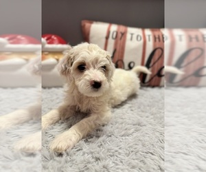 Goldendoodle (Miniature) Puppy for sale in CEDAR BLUFF, VA, USA