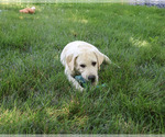 Small #5 Labrador Retriever