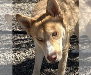 Valkyrie - Male Siberian Husky-Unknown Mix Dog for Adoption - Photo #5