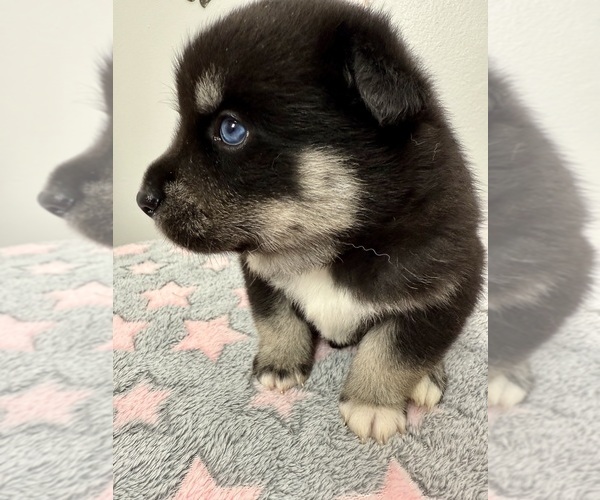 Medium Photo #19 Pomsky-Shiba Inu Mix Puppy For Sale in NASHUA, NH, USA