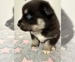 Small Photo #19 Pomsky-Shiba Inu Mix Puppy For Sale in NASHUA, NH, USA