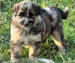 Puppy Layla Aussiedoodle-German Shepherd Dog Mix