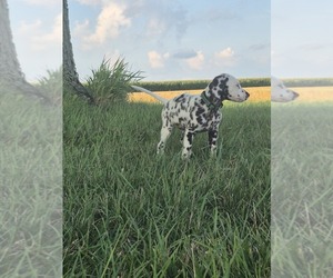 Dalmatian Puppy for sale in LEIPSIC, OH, USA