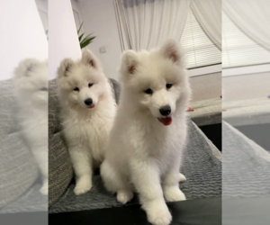 Samoyed Puppy for sale in WOODLAND HILLS, CA, USA