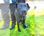 Small Photo #1 Labrador Retriever-Unknown Mix Puppy For Sale in Rowayton, CT, USA