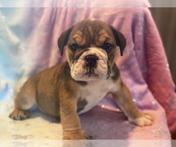 Medium Photo #4 English Bulldog Puppy For Sale in HAMDEN, CT, USA