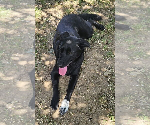 Medium Photo #11 Collie-Labrador Retriever Mix Puppy For Sale in McKinney, TX, USA