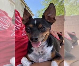 Chihuahua-Unknown Mix Dogs for adoption in Las Vegas, NV, USA