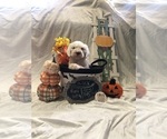 Puppy Alex Old English Sheepdog