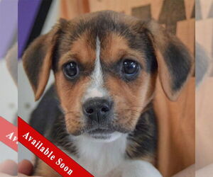 Bagle Hound Dogs for adoption in Huntley, IL, USA