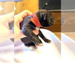Small #7 Mutt