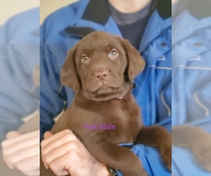 Labrador Retriever Puppy for sale in PAYNESVILLE, MN, USA