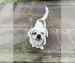 Small #1 Mutt
