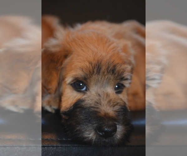 Full screen Photo #2 Soft Coated Wheaten Terrier Puppy For Sale in Debrecen, Hajdu-Bihar, Hungary