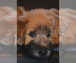 Small Photo #2 Soft Coated Wheaten Terrier Puppy For Sale in Debrecen, Hajdu-Bihar, Hungary