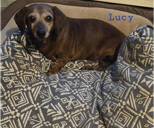 Medium Photo #3 Dachshund Puppy For Sale in Taunton, MA, USA