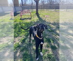 Small Great Dane-Labrador Retriever Mix