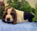 Puppy Chandler Basset Hound