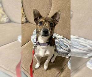 Jack Russell Terrier-Plott Hound Mix Dogs for adoption in Springdale, PA, USA
