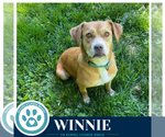 Small #1 American Pit Bull Terrier-Beagle Mix