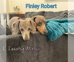 Small #16 Dachshund
