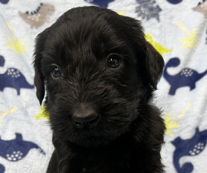 Schnauzer (Giant) Puppy for sale in HUNTINGTON, IN, USA