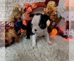 Boston Terrier Puppy for sale in CRKD RVR RNCH, OR, USA