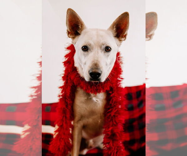 Medium Photo #16 Mutt Puppy For Sale in Princeton, MN, USA