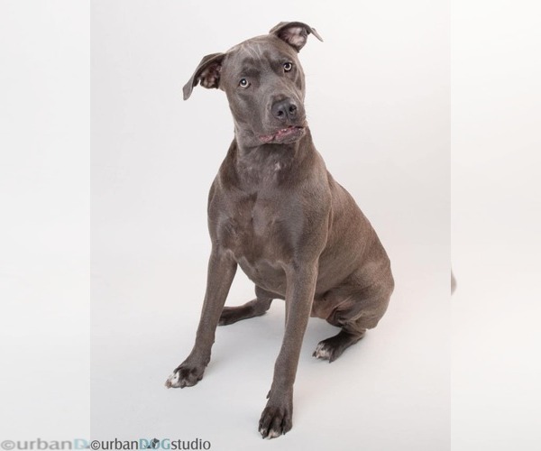 Medium Photo #2 American Pit Bull Terrier-German Shepherd Dog Mix Puppy For Sale in Tampa, FL, USA