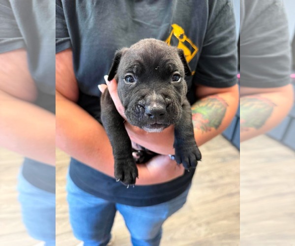 Medium Photo #1 American Staffordshire Terrier-Unknown Mix Puppy For Sale in Duluth, MN, USA