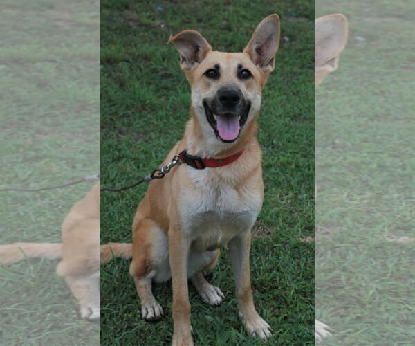 Medium Photo #4 Golden Shepherd Puppy For Sale in Attalka, AL, USA