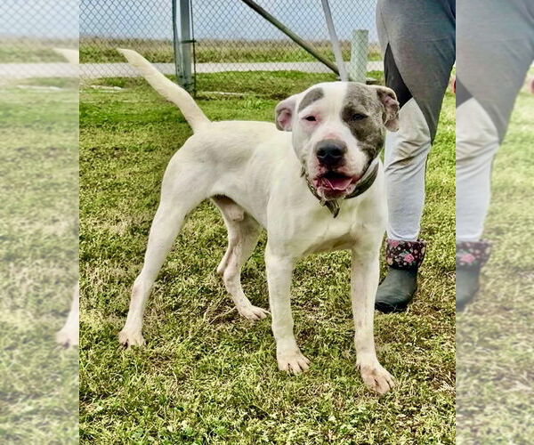 Medium Photo #4 American Staffordshire Terrier-Unknown Mix Puppy For Sale in Brewster, NY, USA