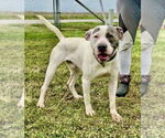 Small #3 American Staffordshire Terrier Mix