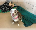 MILLIE - Female Catahoula Leopard Dog Dog for Adoption - Small photo