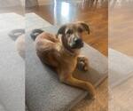 Small #1 Mutt
