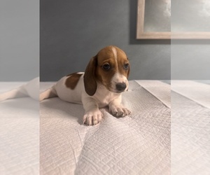 Dachshund Puppy for sale in KISSIMMEE, FL, USA