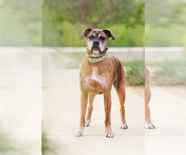 Medium Photo #5 Boxer Puppy For Sale in McKinney, TX, USA