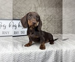 Small #5 Dachshund
