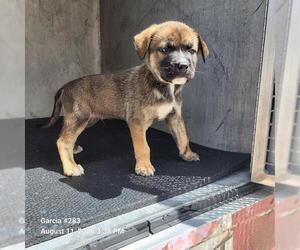 Mastiff-Unknown Mix Dogs for adoption in San Antonio, TX, USA