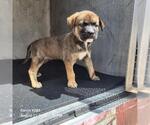 Small Mastiff Mix