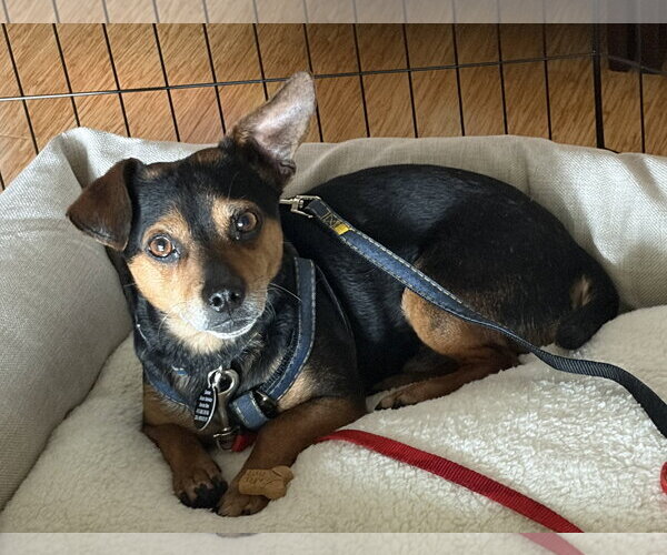 Medium Photo #1 Mutt Puppy For Sale in Bellevue, WA, USA