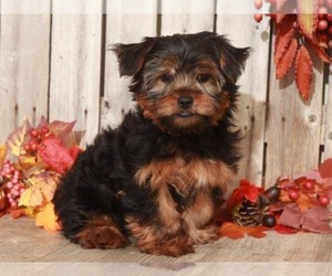 Yorkshire Terrier Puppy for sale in MOUNT VERNON, OH, USA