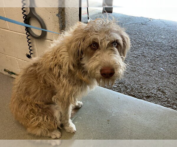 Medium Photo #1 Mutt Puppy For Sale in San Bernardino, CA, USA