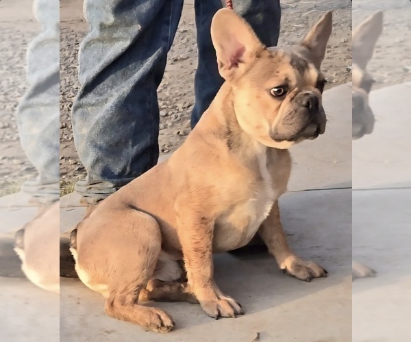 Medium Photo #3 French Bulldog Puppy For Sale in DAYTON, OH, USA