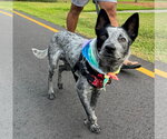 Small Mutt