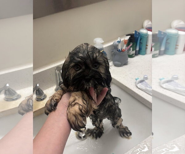 Medium Photo #4 Lhasa Apso Puppy For Sale in Wheaton, IL, USA